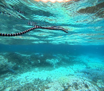 西表島 ADVENTURE PiPi（アドベンチャーピピ）に投稿された画像（2024/8/31）