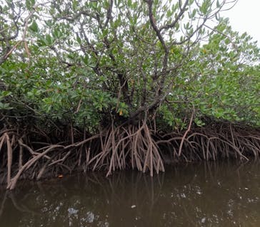 西表島 ADVENTURE PiPi（アドベンチャーピピ）に投稿された画像（2024/8/31）