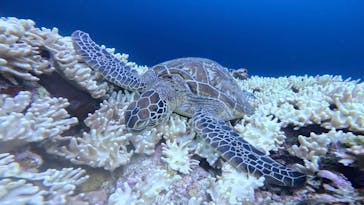 SHISHI石垣島（シシイシガキジマ）に投稿された画像（2024/8/31）