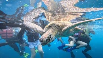 SHISHI石垣島（シシイシガキジマ）に投稿された画像（2024/8/31）