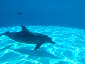 沖縄美ら海水族館に投稿された画像（2024/8/31）