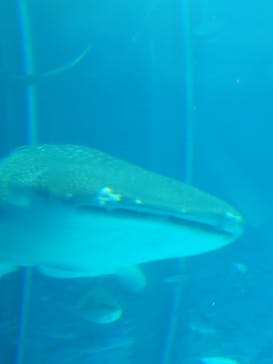 沖縄美ら海水族館に投稿された画像（2024/8/31）