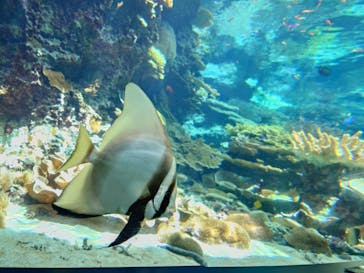 沖縄美ら海水族館に投稿された画像（2024/8/31）