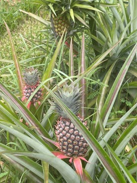 美らヤシパークオキナワ・東南植物楽園に投稿された画像（2024/8/31）