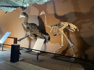 巨大恐竜展2024に投稿された画像（2024/8/31）