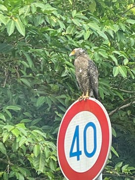 西表島 ADVENTURE PiPi（アドベンチャーピピ）に投稿された画像（2024/9/1）