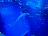 アクアワールド茨城県大洗水族館に投稿された画像（2024/9/1）