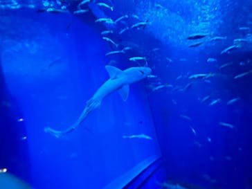 アクアワールド茨城県大洗水族館に投稿された画像（2024/9/1）