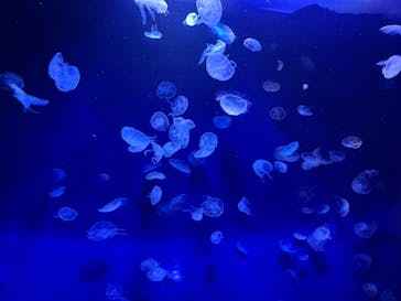 サンシャイン水族館に投稿された画像（2024/9/1）