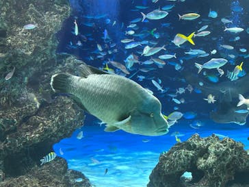 サンシャイン水族館に投稿された画像（2024/9/1）