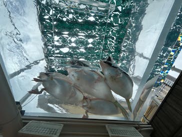 サンシャイン水族館に投稿された画像（2024/9/1）