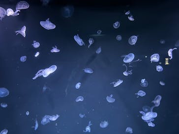 サンシャイン水族館に投稿された画像（2024/9/1）