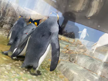 仙台うみの杜水族館に投稿された画像（2024/9/1）