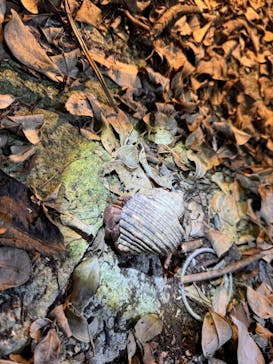 宮古島マリン SUGAR3（シュガースリー）に投稿された画像（2024/9/1）