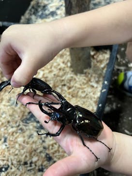 JOYPOLIS 特別イベントスペースに投稿された画像（2024/9/1）