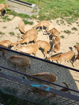 岩手サファリパークに投稿された画像（2024/9/1）