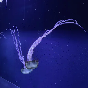 すみだ水族館に投稿された画像（2024/9/1）