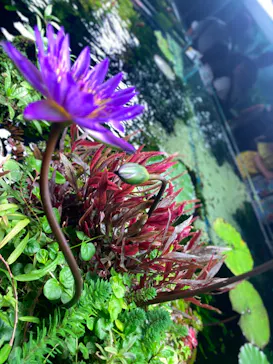 すみだ水族館に投稿された画像（2024/9/1）