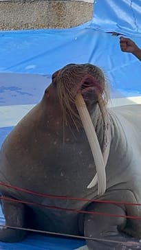 大分マリーンパレス水族館 「うみたまご」に投稿された画像（2024/9/1）