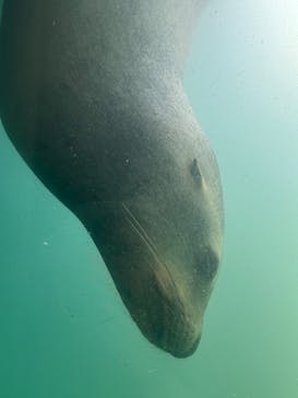 大分マリーンパレス水族館 「うみたまご」に投稿された画像（2024/9/1）