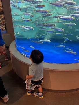 しながわ水族館に投稿された画像（2024/9/1）