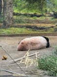 恩賜上野動物園に投稿された画像（2024/9/1）