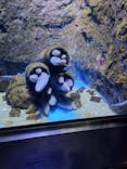仙台うみの杜水族館に投稿された画像（2024/9/1）