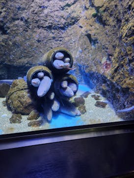 仙台うみの杜水族館に投稿された画像（2024/9/1）
