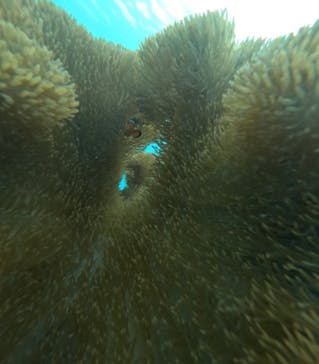 nico 宮古島に投稿された画像（2024/9/1）