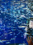 アクアワールド茨城県大洗水族館に投稿された画像（2024/9/1）