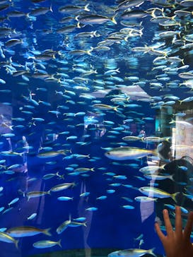 アクアワールド茨城県大洗水族館に投稿された画像（2024/9/1）