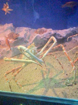 名古屋港水族館に投稿された画像（2024/9/1）