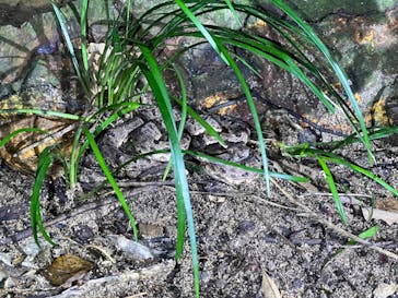 西表島 ADVENTURE PiPi（アドベンチャーピピ）に投稿された画像（2024/9/1）