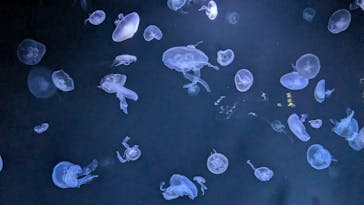 サンシャイン水族館に投稿された画像（2024/9/1）