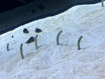 すみだ水族館に投稿された画像（2024/9/1）