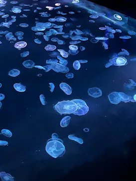 すみだ水族館に投稿された画像（2024/9/1）