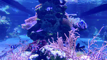 すみだ水族館に投稿された画像（2024/9/1）