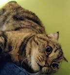 猫カフェモカ　新宿店に投稿された画像（2024/9/1）