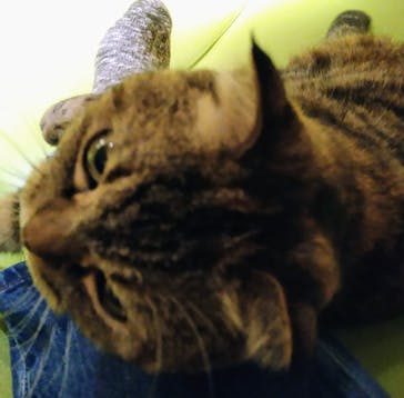 猫カフェモカ　新宿店に投稿された画像（2024/9/1）