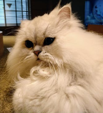 猫カフェモカ　新宿店に投稿された画像（2024/9/1）