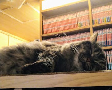 猫カフェモカ　新宿店に投稿された画像（2024/9/1）