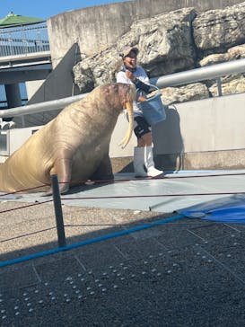 大分マリーンパレス水族館 「うみたまご」に投稿された画像（2024/9/1）