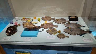 ギョギョッとサカナ★スター展　～お魚たちが教えてくれる海のこと～に投稿された画像（2024/9/1）