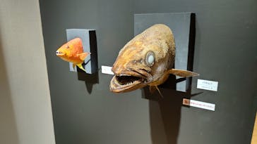 ギョギョッとサカナ★スター展　～お魚たちが教えてくれる海のこと～に投稿された画像（2024/9/1）