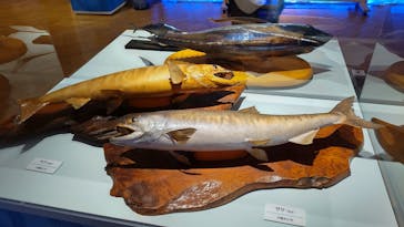 ギョギョッとサカナ★スター展　～お魚たちが教えてくれる海のこと～に投稿された画像（2024/9/1）