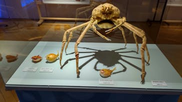 ギョギョッとサカナ★スター展　～お魚たちが教えてくれる海のこと～に投稿された画像（2024/9/1）