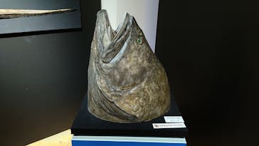 ギョギョッとサカナ★スター展　～お魚たちが教えてくれる海のこと～に投稿された画像（2024/9/1）