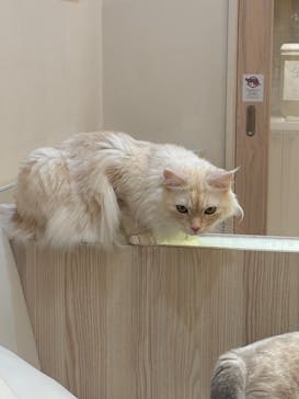 猫カフェモカ　イオンモール幕張新都心店に投稿された画像（2024/9/1）