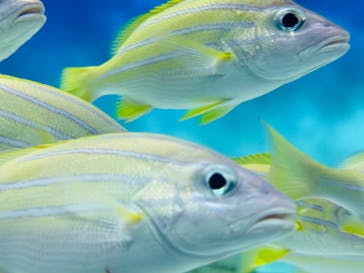 アクアワールド茨城県大洗水族館に投稿された画像（2024/9/1）