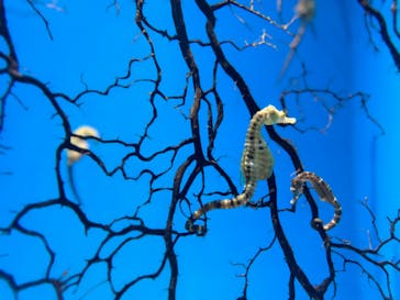 アクアワールド茨城県大洗水族館に投稿された画像（2024/9/1）